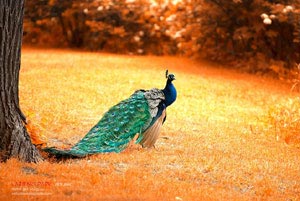 国内球队备战亚洲区比赛，战术布局精准